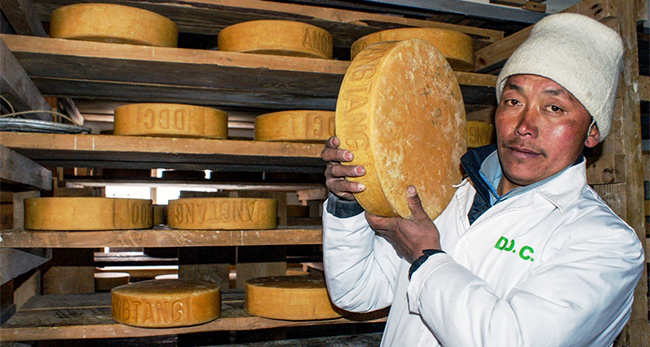 चिज बनाउन दूधको अभाव