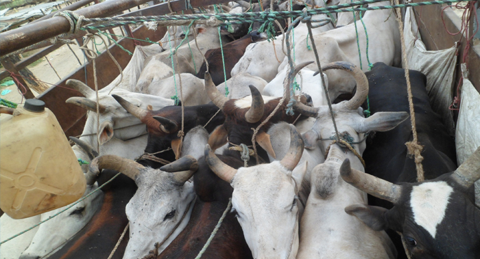 अवैधरुपमा लग्न लागिएको ५० वटा गोरु नियन्त्रणमा