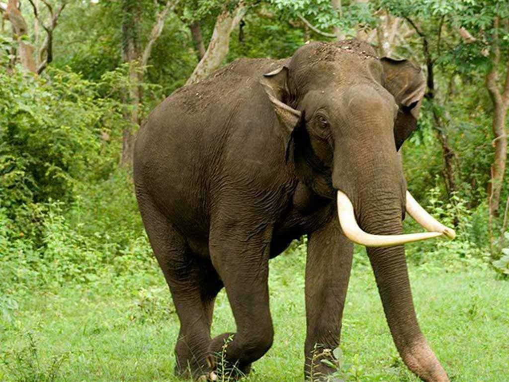 हात्तीको आक्रमणबाट मृत्यु