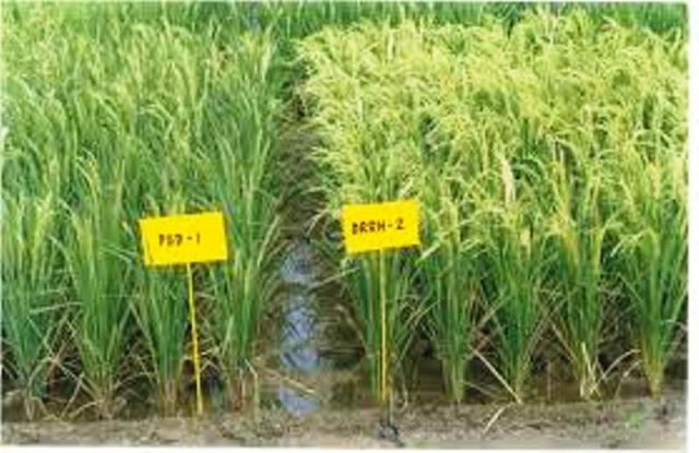 प्रतिकूल अवस्था सहन सक्ने धानको दुई जात विकसित