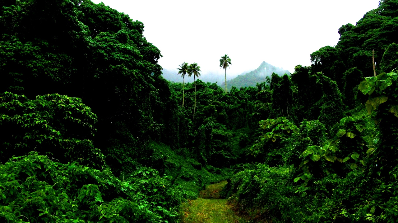 सात प्रदेशमध्ये प्रदेश नं ७ मा सबैभन्दा धेरै जंगल