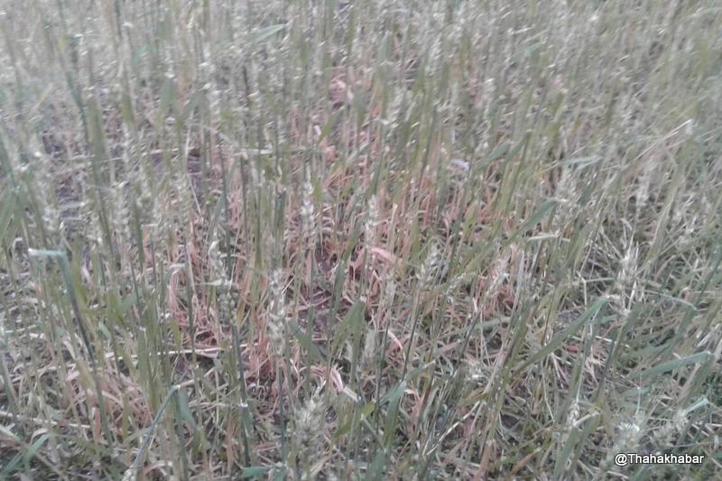 कर्णाली प्रदेशमा असिनापानीले लाखाँैको क्षति