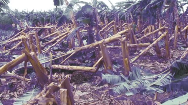 केरा फाँडेको आरोपमा तीन पक्राउ