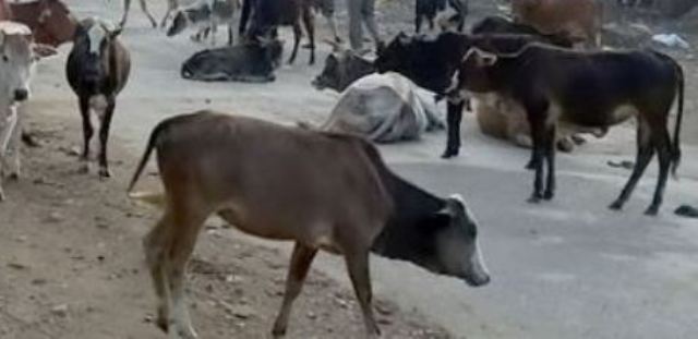 अवैध रुपमा भारत लैजादै गरेको चौपाया बरामद