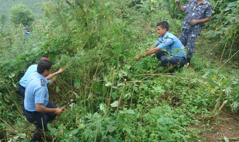 विकृती फैलिएपछि गाँजा फडानी