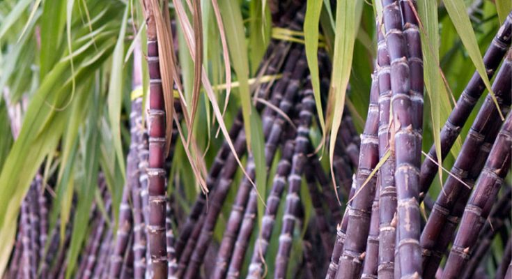 उखु किसानको धर्ना स्थगित, तालाबन्दी भने यथावत