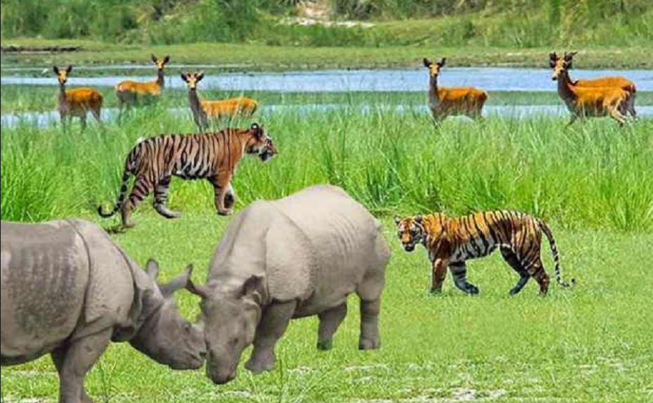 सबै जिवजन्तु संरक्षित सूचीमा, चोरी शिकारी गरेमा यस्तो सजाय