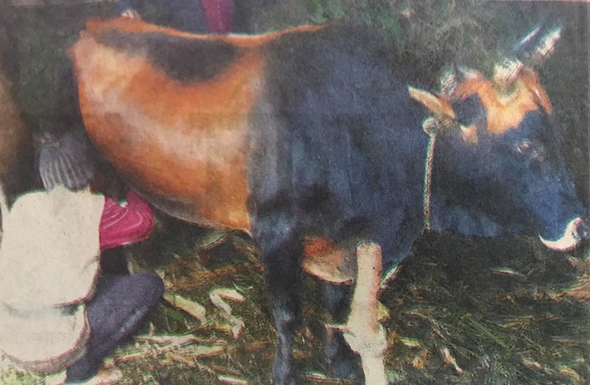 यस्तो अचम्म ः सोनाम तामाङले दैनिक गोरुको दुध दुहुन्छन् र गाउँलेलाई दुधको प्रसाद बाँड्छन्।
