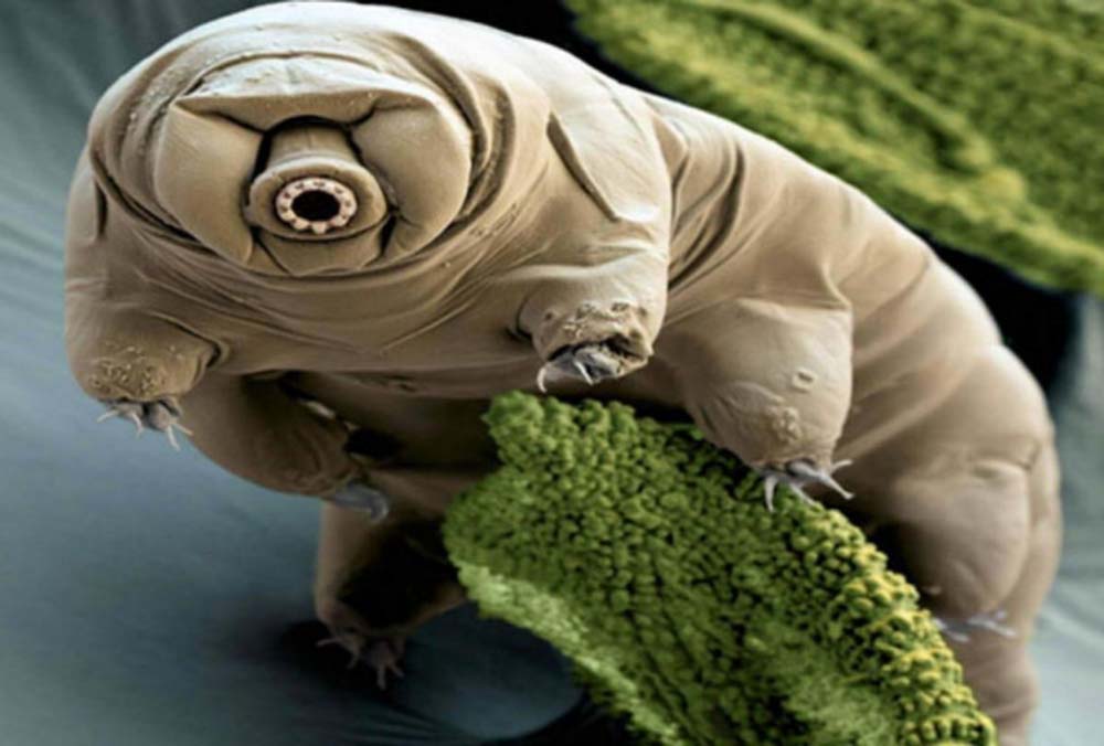 यस्तो अनौठो जीव : १५० डिग्री तापक्रममा सजिलै बाँच्छ , नखाइ ३० वर्षसम्म जिउँदै रहन सक्छ