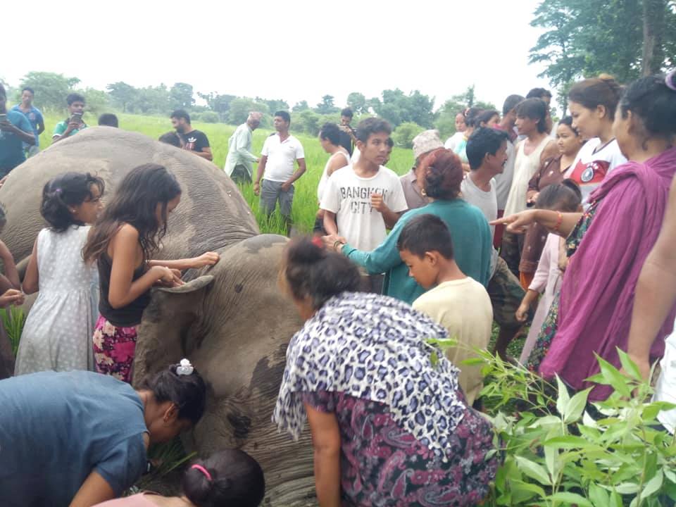 जंगली हात्ती मृत फेला