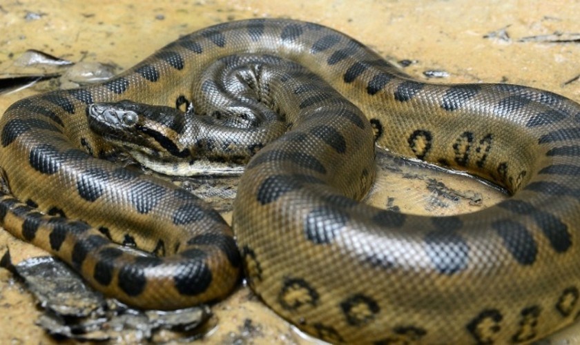 सर्पले पशुचौपायालाई आक्रमण गर्न थालेपछि गाँउले त्रसित