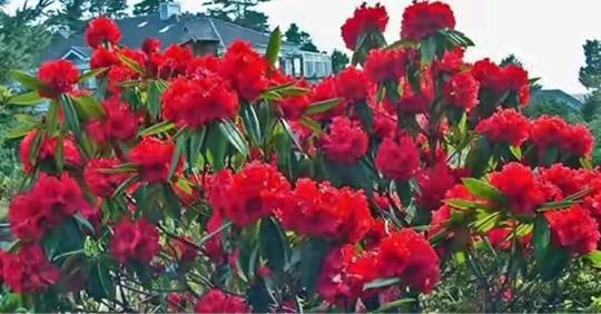 लालीगुराँस स्वास्थ्यका लागि फलदायी , यी ८ रोगको लागि नभई नहुने