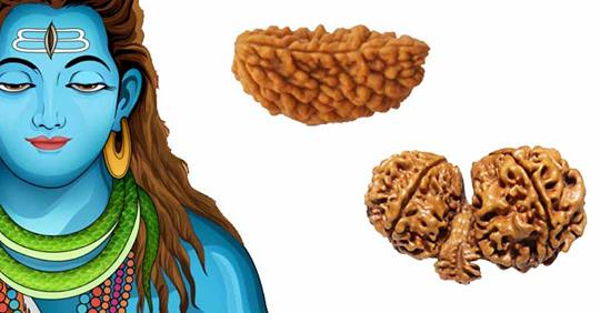 रुद्राक्ष लगाउँदा यसरी हुन्छ धनलाभ, कुन राशीका लागि कति मुखे  राम्रो जानीराखौँ