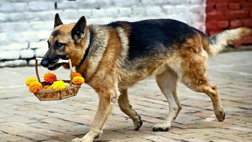 ‘बगी’ कुुकुर : चौकीदारीदेखि भेडीगोठालासम्म