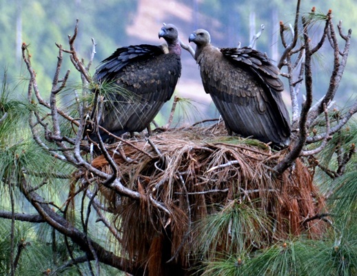 विश्वमै लोपोन्मुख तीन प्रजातिका चरा गोरखामा भेटिए