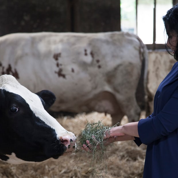 गोरस – क्यान्सरलगायत १४८ प्रकारका रोगको औषधि