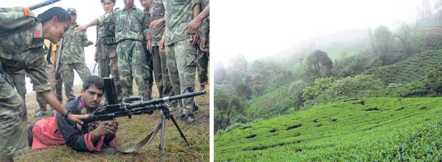 बंकरमाथि चिया बगान : उदारण बन्यो काभ्रेको कामीडाँडा