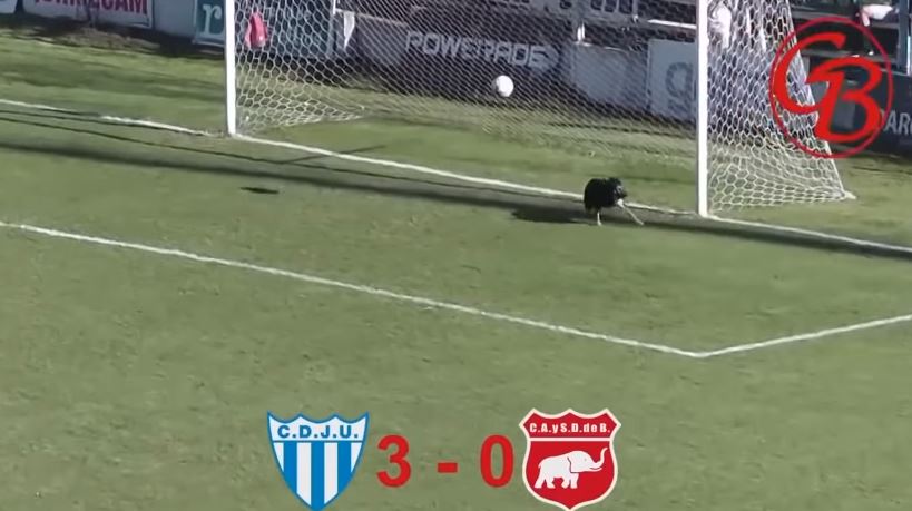 किपर बनेर कुकुरले जोगायो गोलहुनबाट………….(भिडियो)