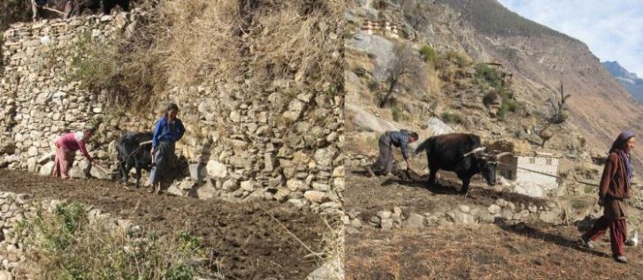 एउटा गोरुले नै खेतबारी जोत्ने प्रचलन, जहाँ महिलाले जोतेर लगाउँछन् अन्नबाली