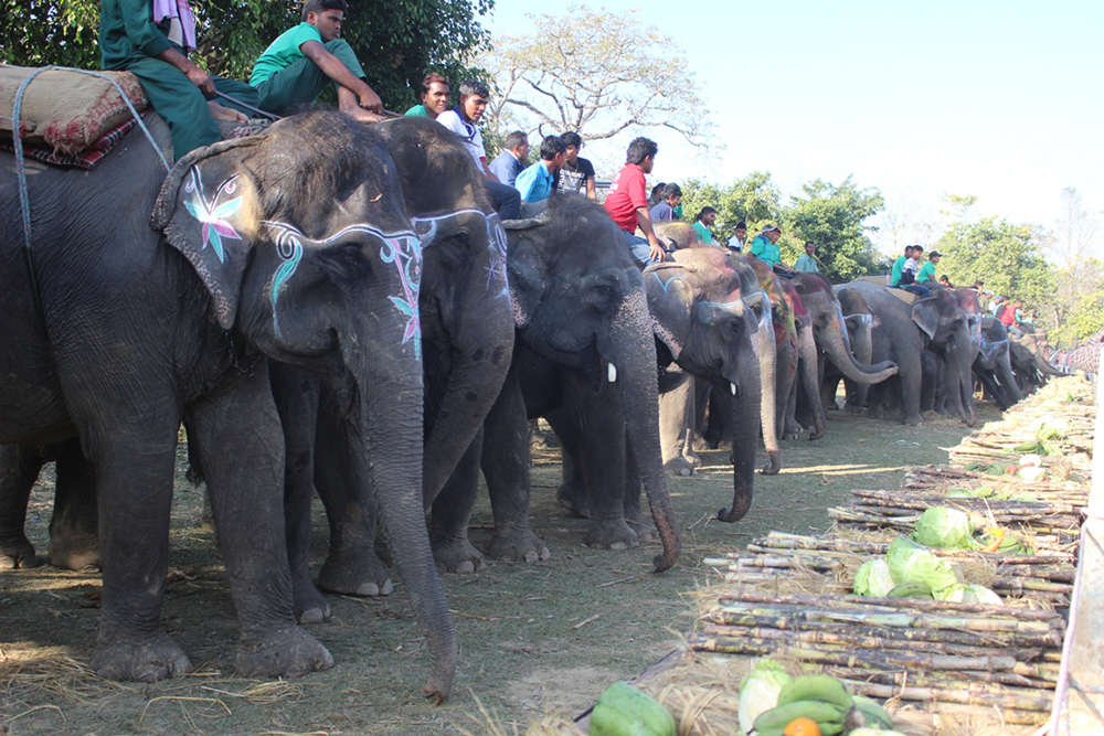 १ सय हात्तीले छुट्टीमा नुहाएर वनभोज खाए