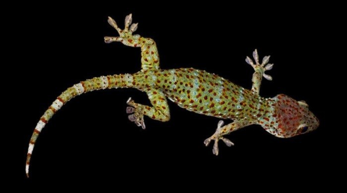 नेपालमा ‘बाघे माउसुली’ भेटियो