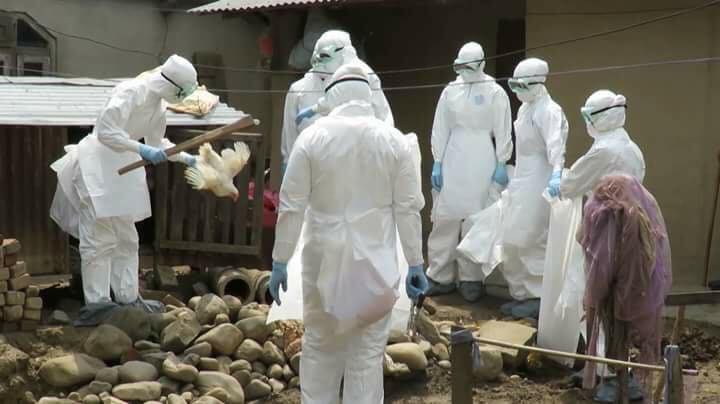 बर्डफ्लुको बढ्दाे संक्रमण, काठमाडौंसहित तीन जिल्लामा सवा लाख कुखुरा मारियो