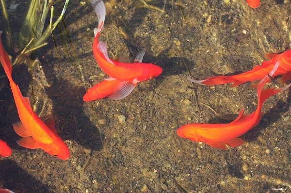 खोटाङमा संसारकै लोपोन्मुख रातो माछा भेटियाे