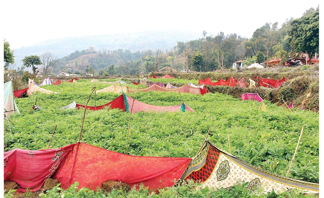 दुम्सी रोक्न सारीको बार !