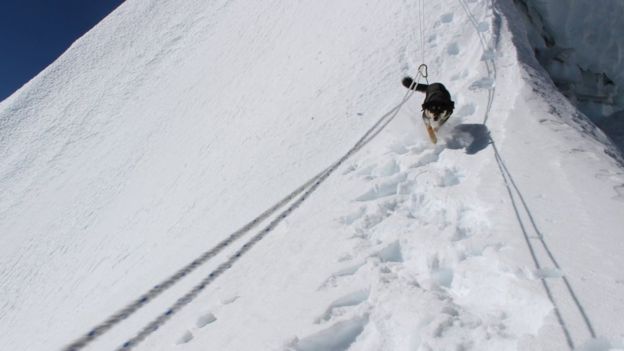 कुकुर पनि पुग्यो सात हजार मिटरभन्दा अग्लो वरुणत्से हिमाल
