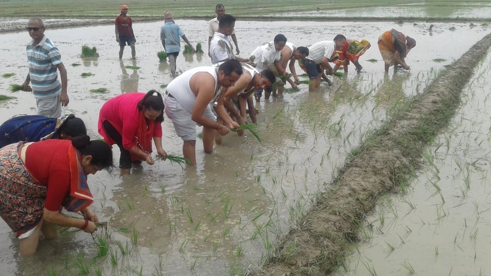 महानगरपालिकाका मेयरले पनि रोपे धान
