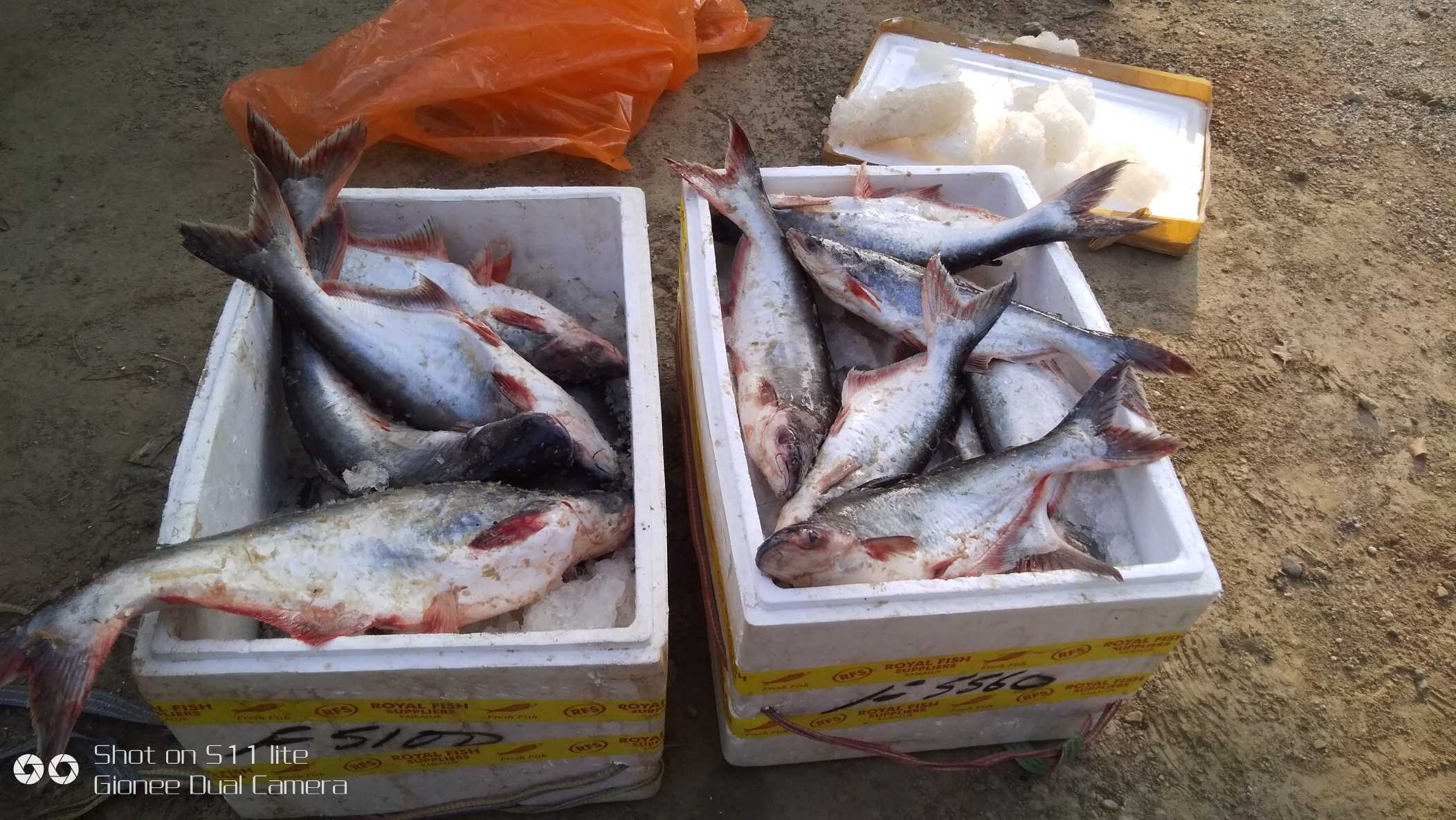 जहदाबाट अवैध भारतीय माछासहित कारोबारी पक्राउ