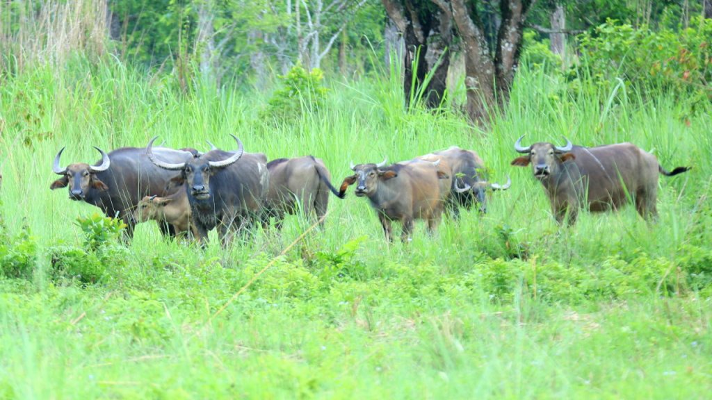 बथानमा कुद्ने, चर्ने र कोशीमा खेल्ने अर्ना चितवनमा फस्टाएनन्