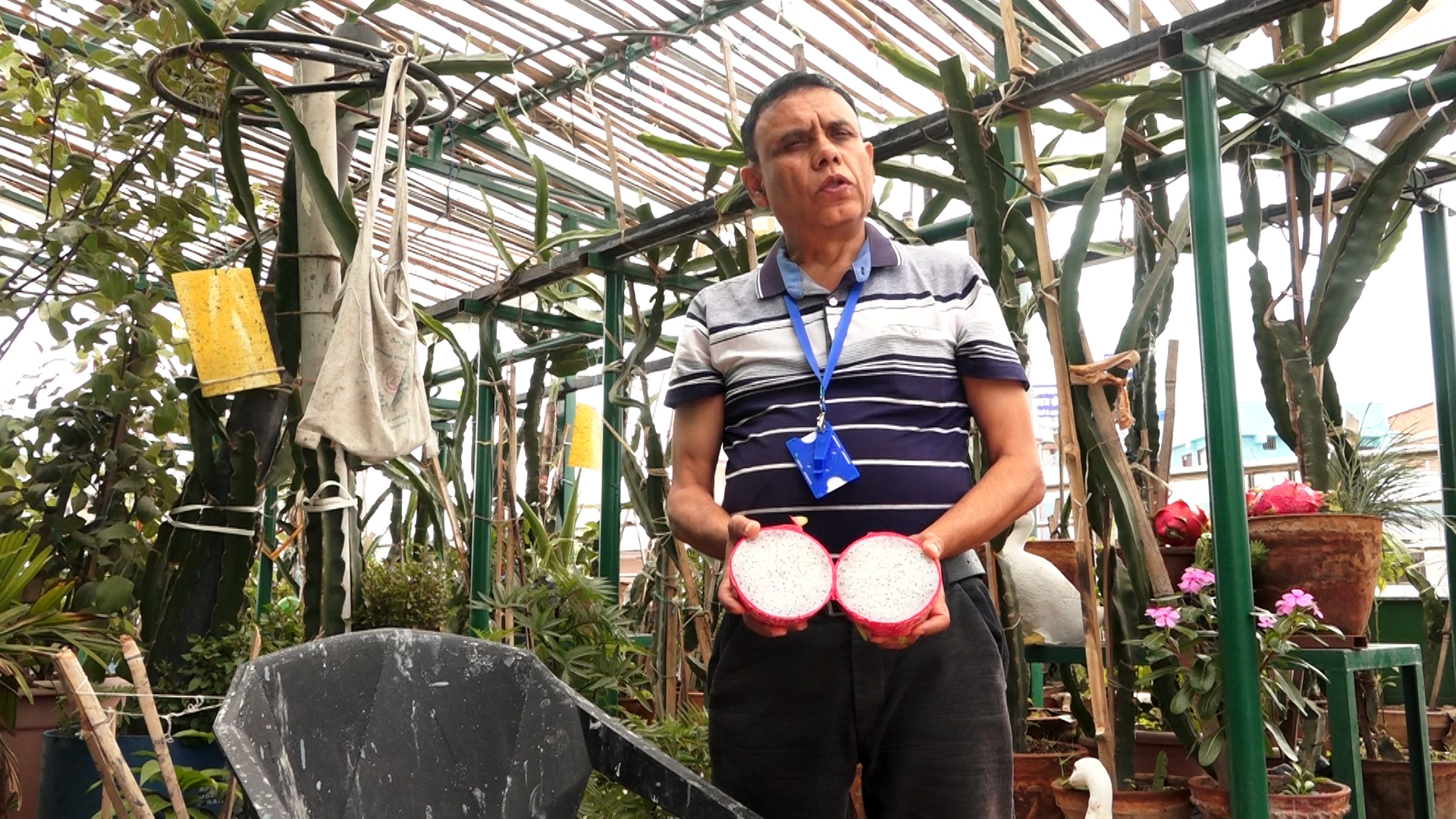 काठमाडौंका कौसीमा फल्न थाल्यो ड्रागन फ्रुट