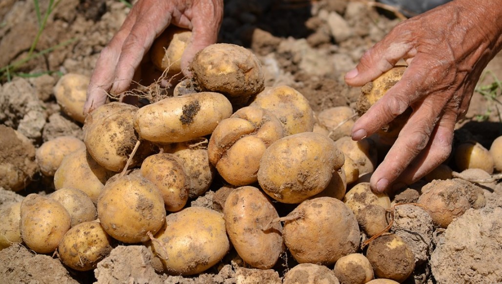 मुस्ताङको आलु खरिद गर्न व्यापारीको हानथाप