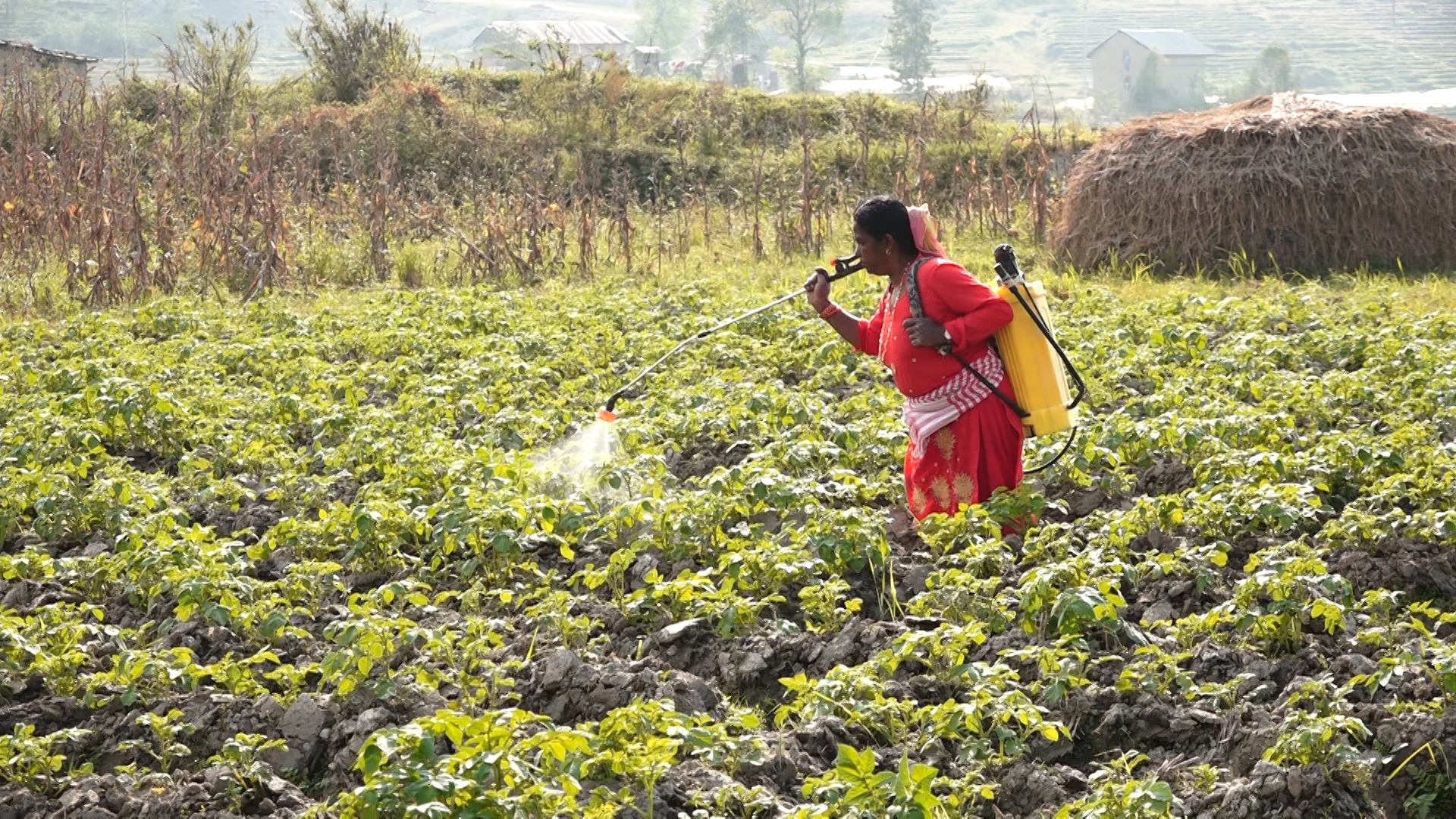 आलुखेतीमा रमाउँदै काठमाडौंका साँखुवासी