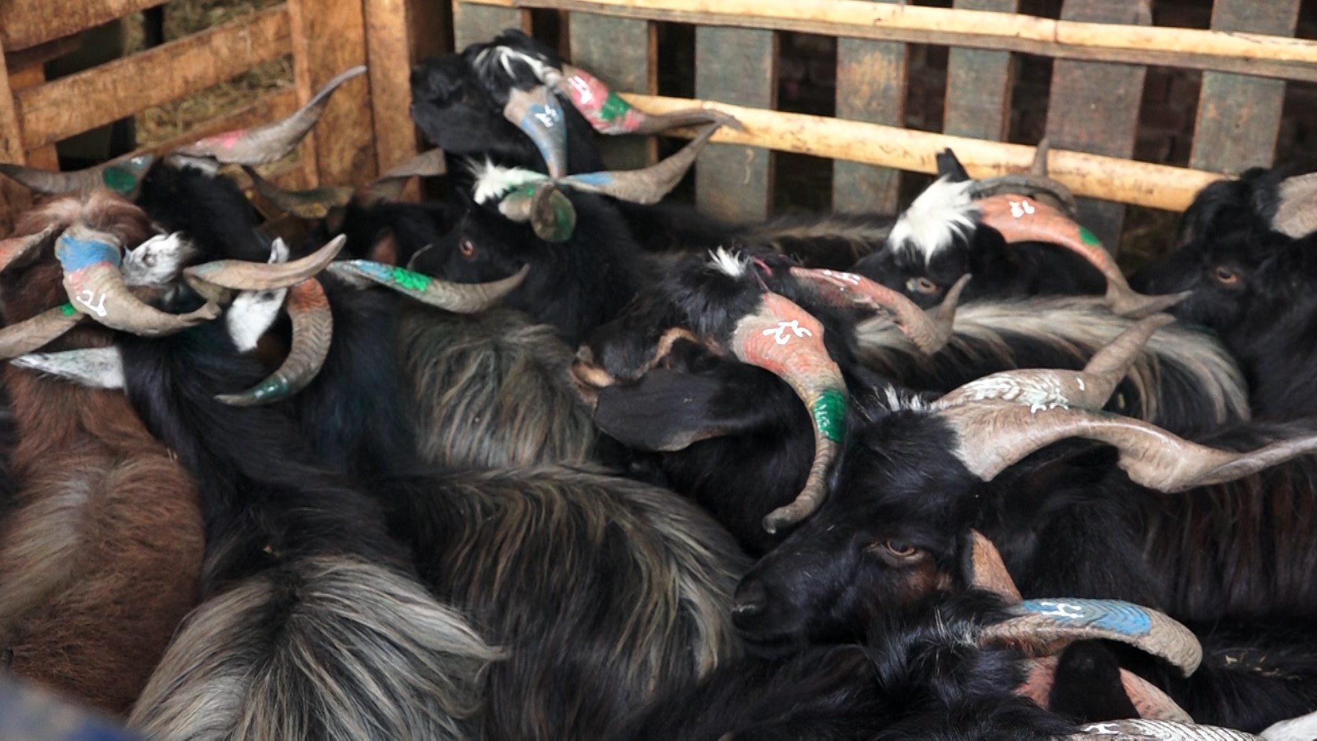 काठमाडौं महानगरले भन्यो- रातो रङ लगाएको खसी नकिन्नु