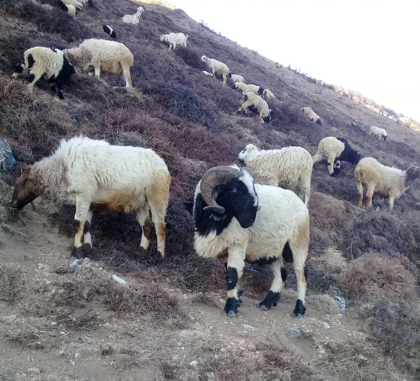 बझाङबाट भेडा/च्याङ्ग्रा चराउन चीनसम्म पुग्छन् गाेठाला