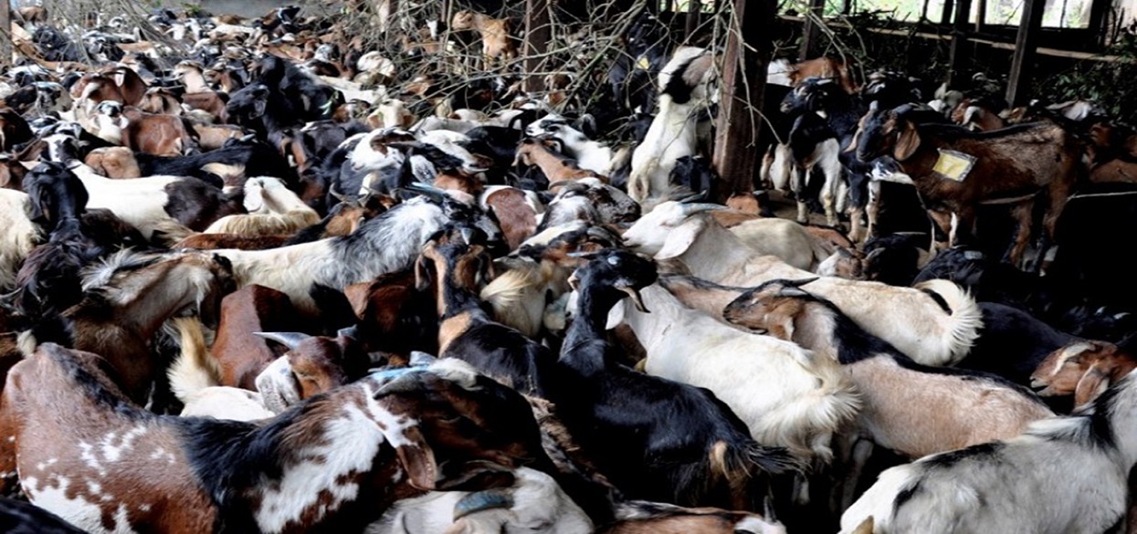 दशैंका लागि खाद्यले ल्यायो १ हजार खसीबोका, ३ गतेदेखि बिक्री गर्ने