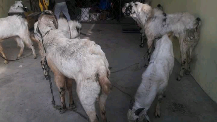 कपिलवस्तुबाट अवैध रुपमा भित्र्याईएका खसीबोका बरामद