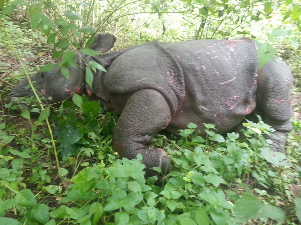 फेरि मर्यो गैडा, साउनयता १६ वटाको गइसक्यो ज्यान