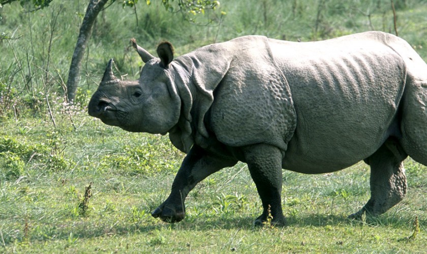 गैँडाको आक्रमणबाट मृत्यु