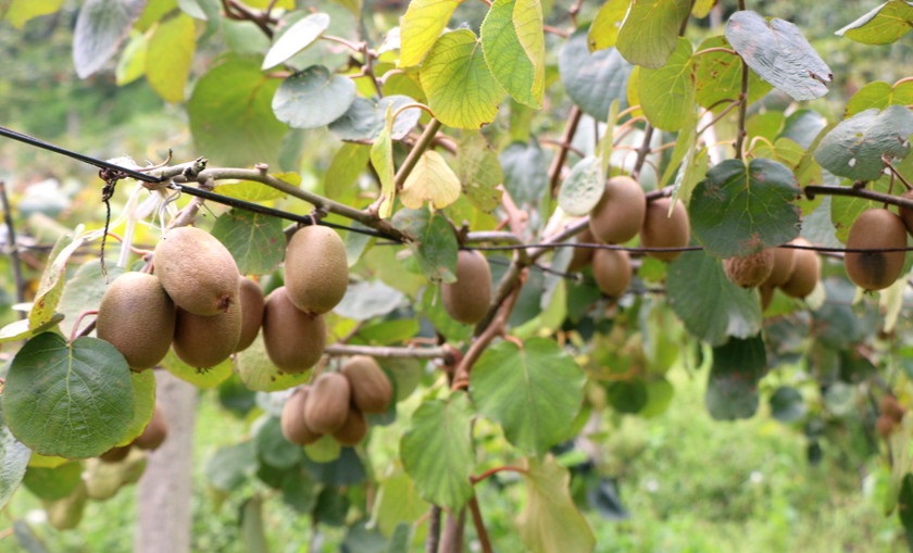 तीन वर्षमै फल्यो किबी, किसान उत्साहित