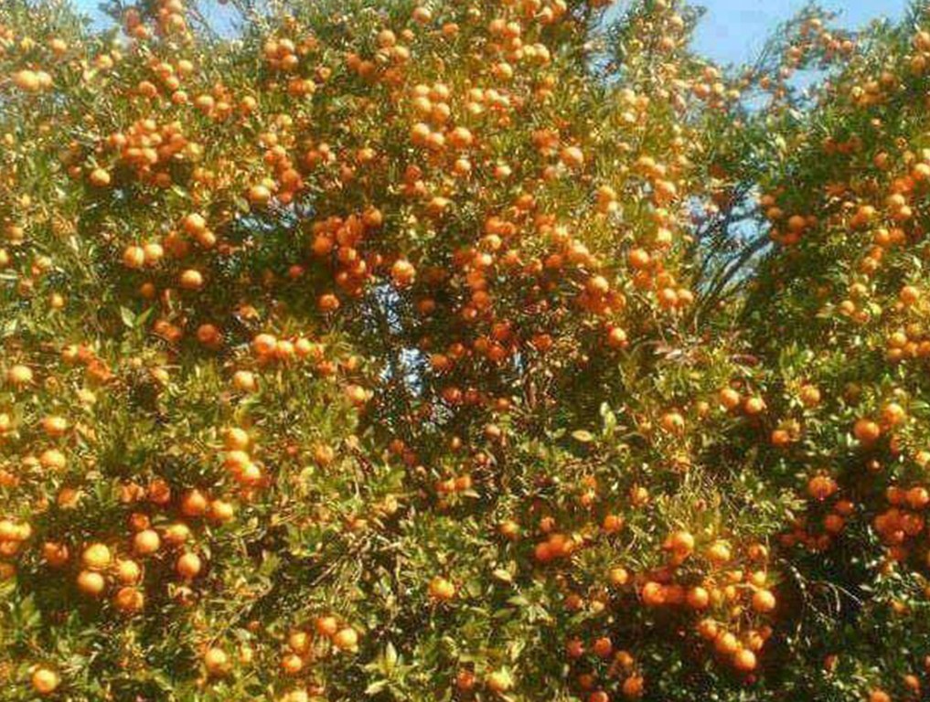 बजार पठाउने तयारीमा रहेको सुन्तला बोटमै कुहिएर झर्न थालेपछि कृषक चिन्तित