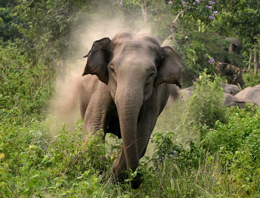 करेन्ट लागेर हात्तीको मृत्यु