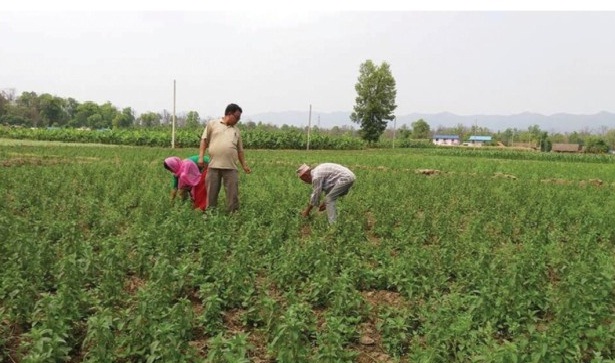 जडीबुटी खेतीबाट वार्षिक २० लाखभन्दा बढी आम्दानी