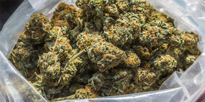 एक क्विन्टल गाँजा बरामद, ३ जना पक्राउ