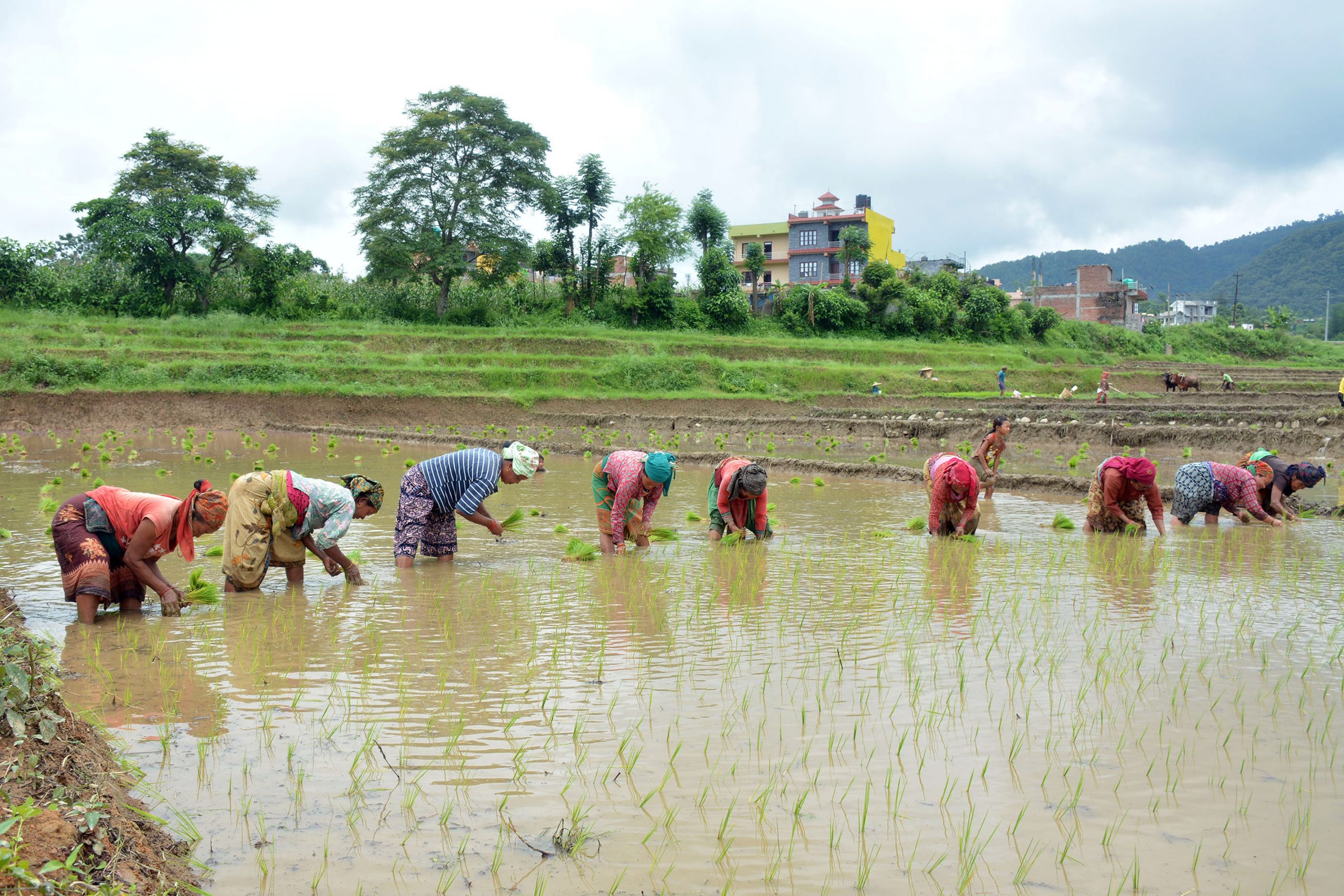 धान उत्पादन बढाउन चुनौती, मसिनो र बास्नादार धानलाई प्राथमिकता दिन विज्ञको सुझाव