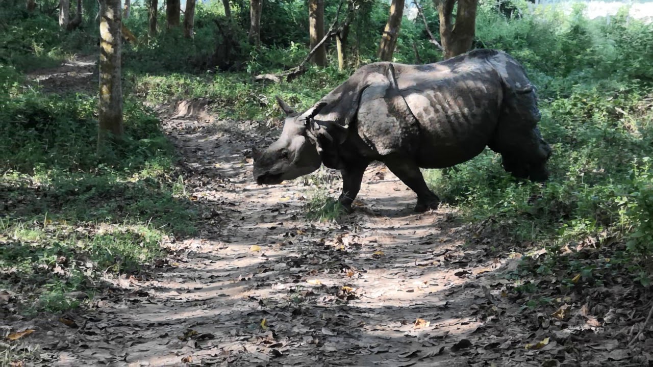 चितवन राष्ट्रिय निकुञ्जको पश्चिमी क्षेत्रमा भेटिए धेरै गैँडा