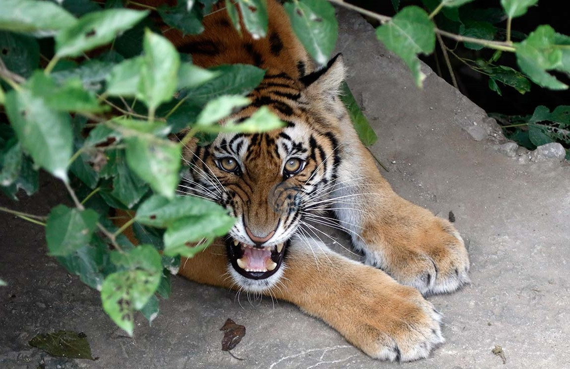 बाघको आक्रमणबाट दुई घाइते, प्रतिकारमा बाघको मृत्यु