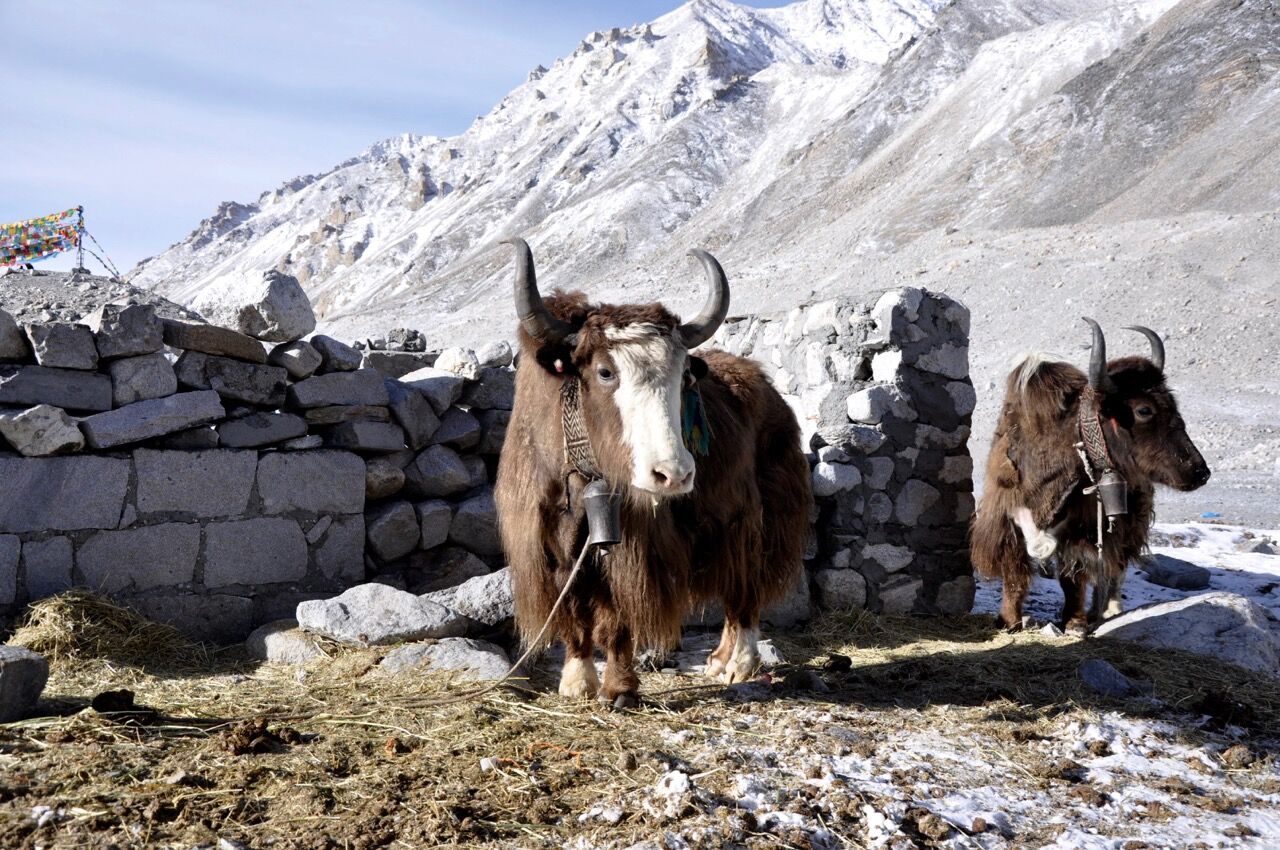 दुई वर्षयता बिकेन याक : आर्थिक सङ्कट खेप्दै याङ्मावासी
